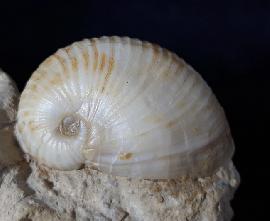 Sonstige - Schnecken - Otostoma retzii (NILSSON 1827)